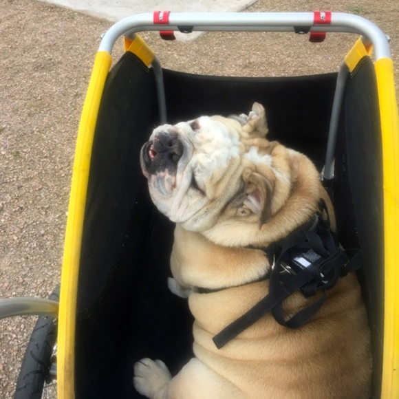 Meet your Poshers!  Chandra, Bear, and Meadow! - Picture 7 of 8